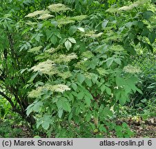 Sambucus callicarpa (bez zachodnioamerykański)