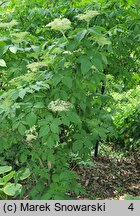 Sambucus callicarpa (bez zachodnioamerykański)