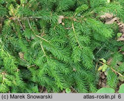 Picea jezoensis var. komarovii