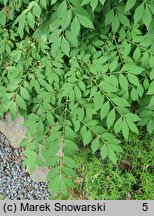 Euonymus alatus Compactus