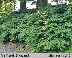 Euonymus alatus Compactus