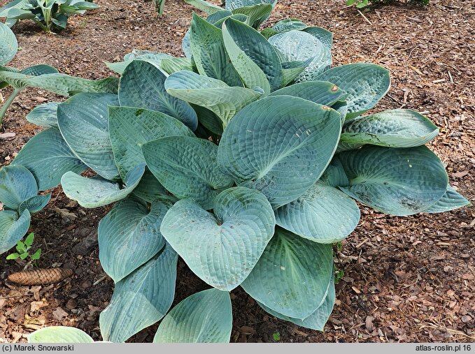 Hosta Blue Vison