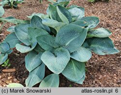 Hosta Blue Vison