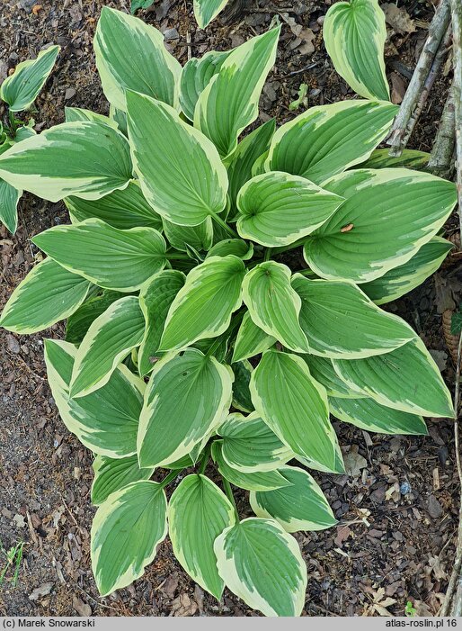 Hosta Moerheim