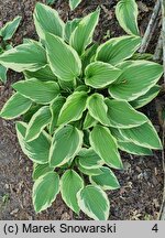 Hosta Moerheim