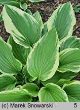 Hosta Moerheim