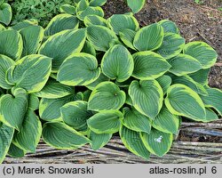 Hosta Fortunei Aureomarginata