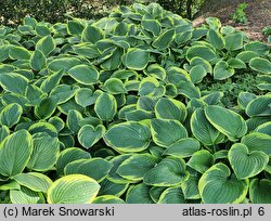 Hosta Fortunei Aureomarginata