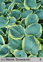 Hosta Pizzazz