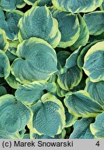 Hosta Pizzazz