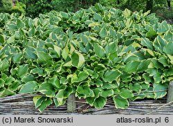 Hosta Torchlight