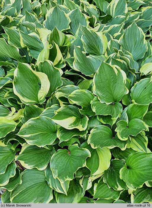 Hosta Torchlight