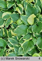 Hosta Torchlight