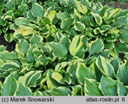 Hosta Torchlight