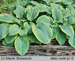 Hosta sieboldiana Frances Williams