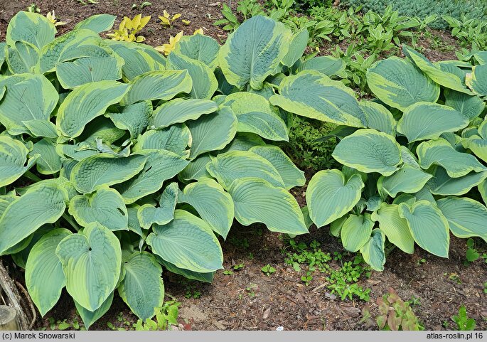 Hosta sieboldiana Frances Williams