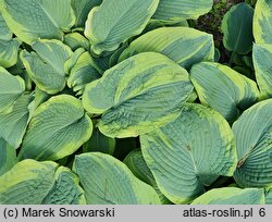 Hosta sieboldiana Frances Williams