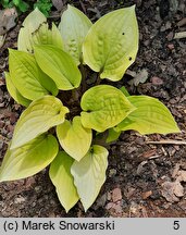 Hosta Fire Island