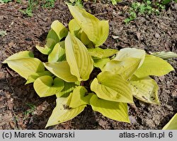 Hosta Fire Island