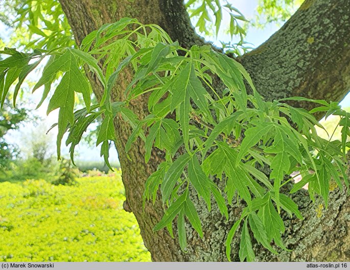 Acer negundo Tadeusz Szymanowski