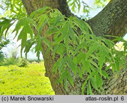 Acer negundo Tadeusz Szymanowski