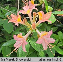 Rhododendron hort. Bijou des Amateurs