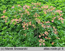 Rhododendron hort. Bijou des Amateurs