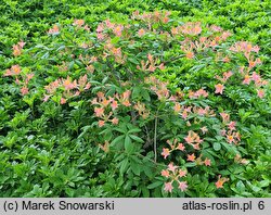 Rhododendron Bijou des Amateurs