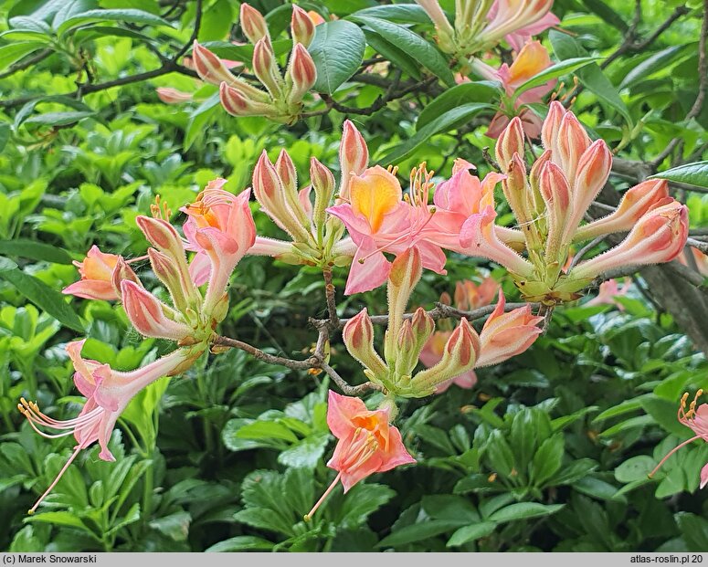 Rhododendron hort. Bijou des Amateurs