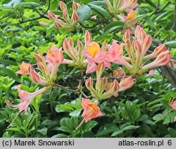 Rhododendron hort. Bijou des Amateurs