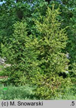 Ilex pernyi (ostrokrzew Perny'ego)