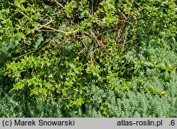 Ilex pernyi (ostrokrzew Perny'ego)