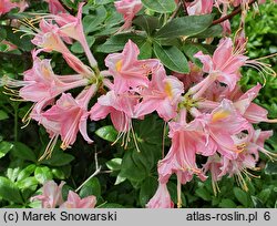 Rhododendron hort. Domenico Scassi