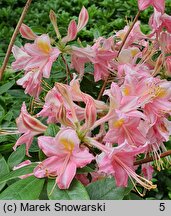 Rhododendron hort. Domenico Scassi