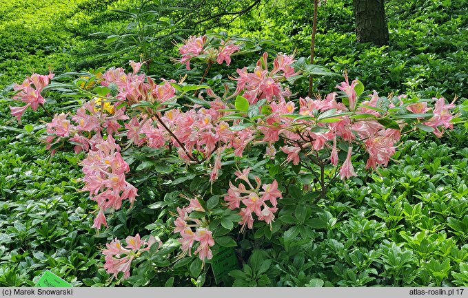 Rhododendron hort. Domenico Scassi