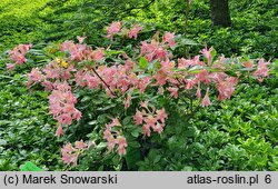 Rhododendron hort. Domenico Scassi