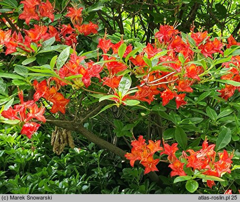 Rhododendron hort. Directeur Charles Baumann