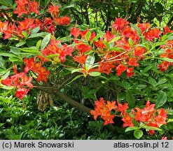 Rhododendron hort. Directeur Charles Baumann
