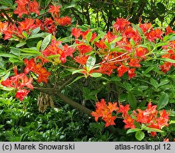 Rhododendron Directeur Charles Baumann