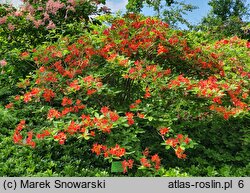 Rhododendron hort. Directeur Charles Baumann