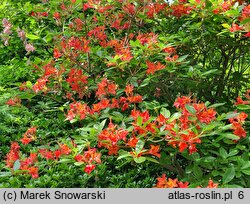 Rhododendron hort. Directeur Charles Baumann
