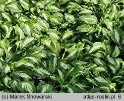 Hosta Undulata Univittata