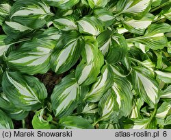 Hosta Undulata Univittata