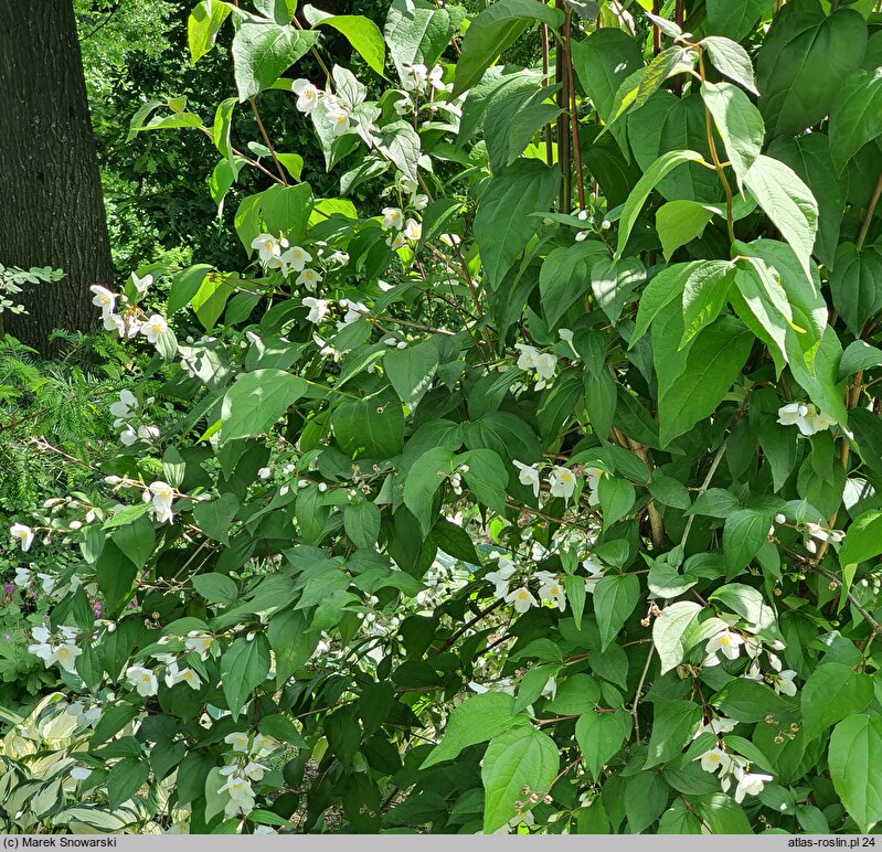 Philadelphus Starbright