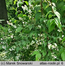 Philadelphus Starbright