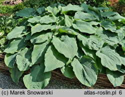 Hosta True Blue