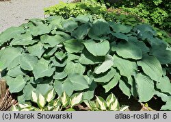 Hosta True Blue