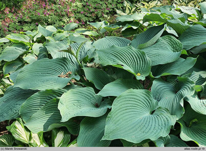 Hosta True Blue