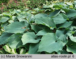 Hosta True Blue