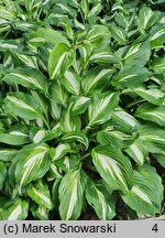 Hosta Middle Ridge